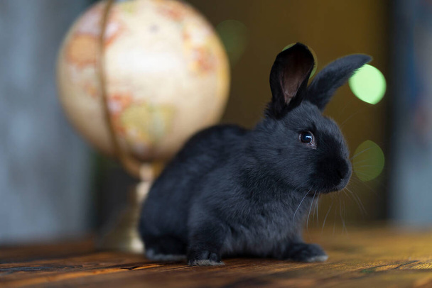 A black rabbit sits in front of a globe and looks into the camera - Foto, Bild