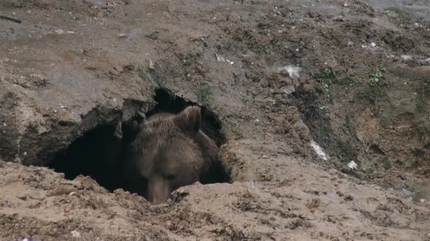 Ursos selvagens organizam a toca para a hibernação no inverno,  - Filmagem, Vídeo