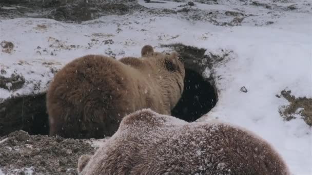 Villikarhut järjestävät luolan talviunille talvella,  - Materiaali, video
