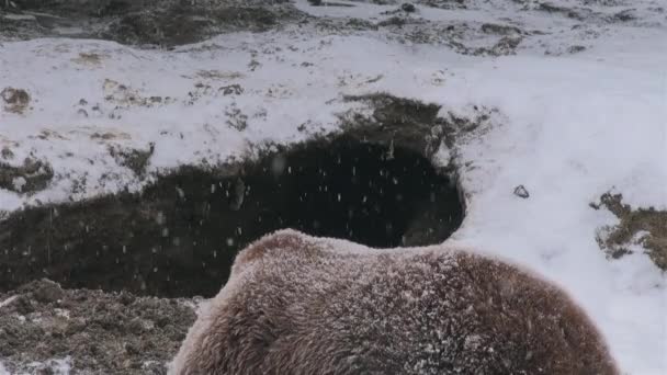 Wilde Bären arrangieren die Höhle für den Winterschlaf,  - Filmmaterial, Video