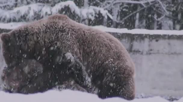 Ritual de cortejo a los osos que se asemeja a una confrontación, tiempo de invierno - Metraje, vídeo