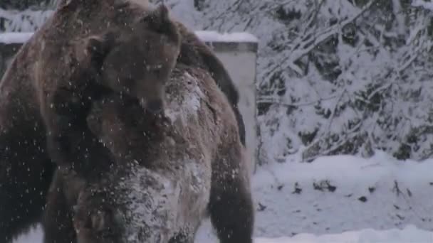 Balzritual für Bären, das einer Konfrontation ähnelt, Winterzeit - Filmmaterial, Video