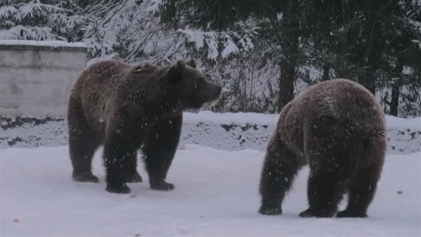 Ritual de cortejo a los osos que se asemeja a una confrontación, tiempo de invierno - Imágenes, Vídeo