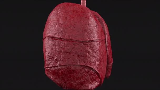Anatomische menschliche Lungen - Filmmaterial, Video
