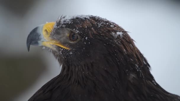 Spanish imperial eagle at winter during heavy snowfall - Footage, Video