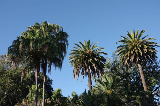 Variety of palm trees under a bright blue southern California sky - Фото, изображение