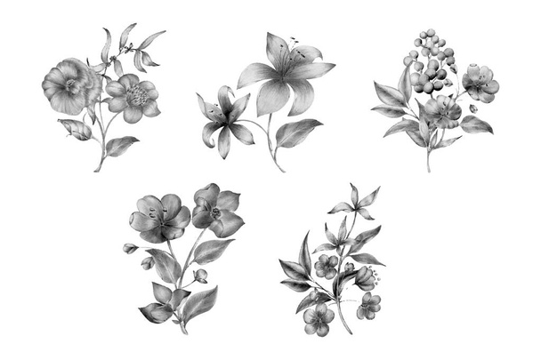Bitkiler ve çiçeklerle el çizimi botanik çizimi. Baskı, kart, ambalaj ve diğer doğal bitkisel tasarımlar için. Mürekkep eksikliği ve beyaz - Vektör, Görsel