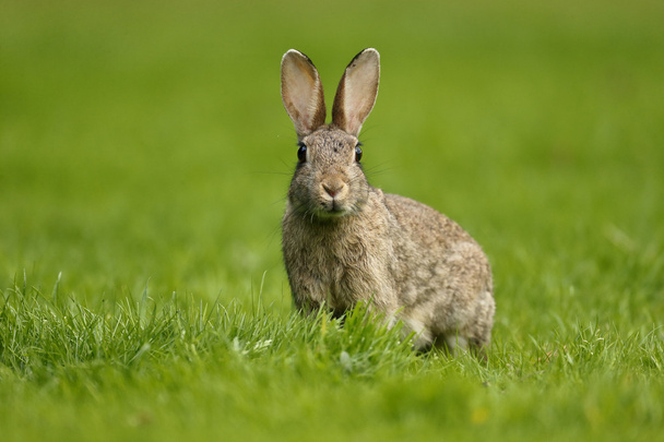 Rabbit, Oryctolagus cuniculus - Photo, Image