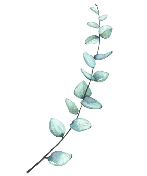 Watercolor hand painted light green eucalyptus branch. Vector traced isolated floral illustration on white background - Vector, Image
