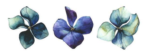  Suluboya mavi ve zümrüt renkli ortanca çiçekleri. Vektör çiçek koleksiyonu izole edildi. - Vektör, Görsel