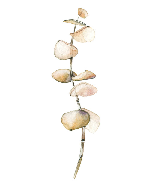 Watercolor hand painted dry beige eucalyptus branch. Vector traced isolated floral illustration on white background - ベクター画像