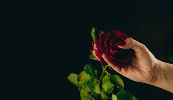 Crop person with red rose. From above crop hand of anonymous person holding red rose with green leaves. - 写真・画像