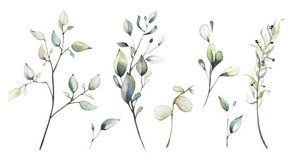 Watercolor floral set of dried eucalyptus, leaves, branches, twigs etc. Vector traced illustration isolated.  - Vector, Image