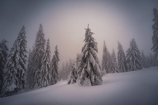 Dreisesselberg en invierno con nieve en la frontera de Alemania y la República Checa, Bosque de Baviera - Parque Nacional de Sumava, Alemania - República Checa. Foto de alta calidad - Foto, imagen