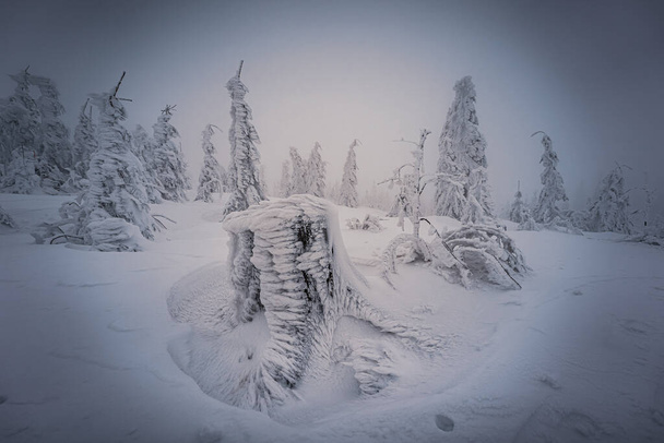 Dreisesselberg in winter with snow on the border of Germany and the Czech Republic, Bavarian Forest - Sumava National Park, Germany - Czech Republic. High quality photo - Photo, Image