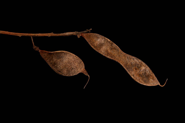False Acacia (Robinia pseudoacacia). Mature Infructescence Detail Closeup - Фото, зображення