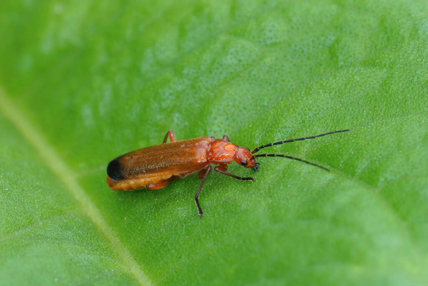 Closeup on a Common Red Soldier Beetle, Rhagonycha fulva, sitting on a green leaf in the field - Photo, Image