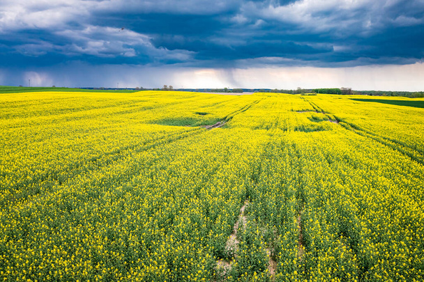 Blooming yellow rape fields in Poland countryside and storm. Nature at spring in Europe. - Foto, imagen