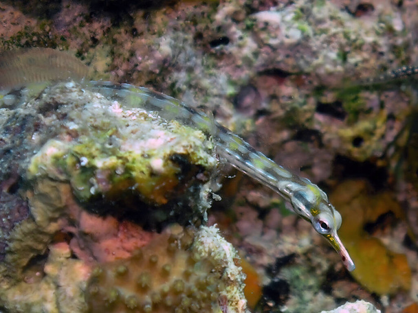 A Network Pipefish (Corythoichthys flavofasciatus) in the Red Sea, Egypt      - Photo, Image