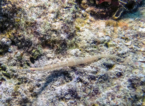 Schultz's Pipefish (Corythoichthys schultzi) in the Red Sea, Egypt - Photo, Image