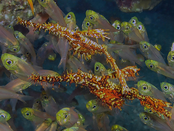 Ornate Ghost Pipefish (Solenostomus paradoxus) in the Red Sea, Egypt  - Photo, Image