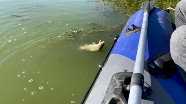 Fishing. Lucky fisherman caught fish on fishing rod, took it off hook and puts it in net. Man enjoys catch sitting in inflatable rubber boat in middle of river. Mens leisure, recreation and hobbies. - Materiaali, video