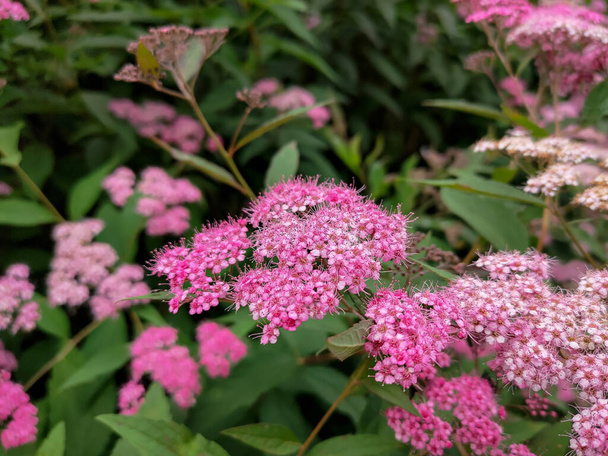Close up photo of Spiraea japonica (Japanese meadowsweet) pink flowers. Macro. - Photo, Image