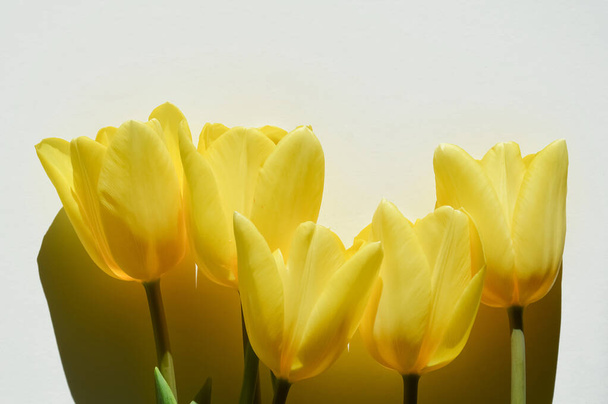 Birthday, International Women's Day, Mother's Day, Happy Easter. A banner for the design of spring holidays. Yellow tulips in the sun. - Photo, Image