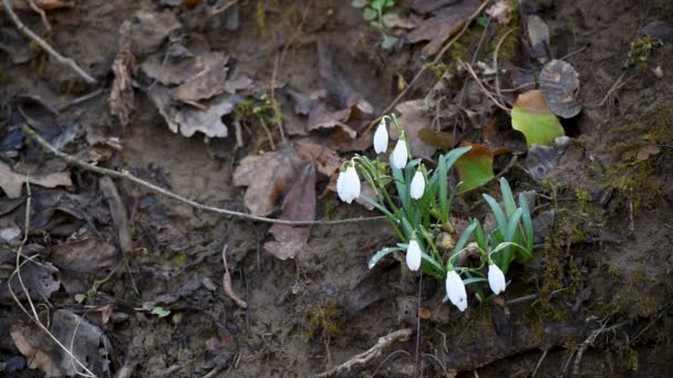 森の中で風の中で野生の花のスノードロップスイングのグループ-春の最初の兆候 - 映像、動画