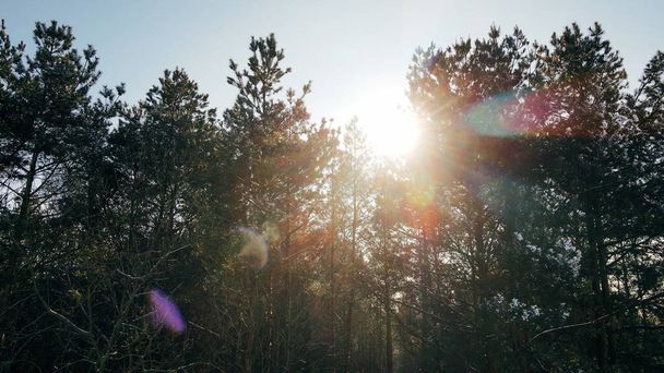 Les rayons du soleil traversent les branches des arbres dans la forêt hivernale - Photo, image