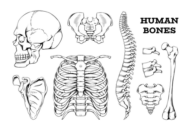 Esbozo de huesos humanos. Articulaciones de anatomía dibujadas a mano o partes del esqueleto. Espina dorsal con vértebras y fémur. Calavera aislada de grabado. Escápula y tórax. Conjunto óseo médico ortopédico vectorial - Vector, imagen