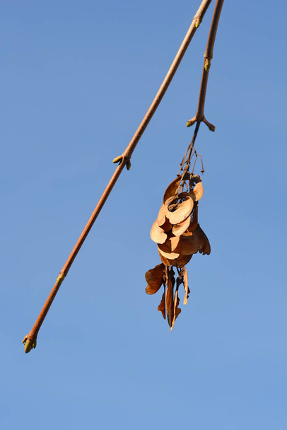 Амурские кленовые ветви с сухими семенами и почками против голубого неба - латинское название - Acer tataricum subsp. ghala - Фото, изображение