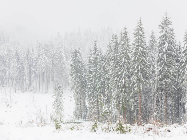 Hiver froid et neigeux dans les montagnes des Dolomites de la Sappada en hiver - Photo, image