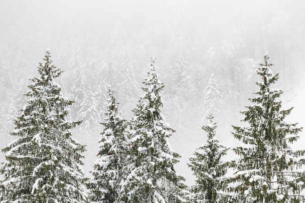 Inverno freddo e nevoso sulle Dolomiti di Sappada in inverno - Foto, immagini