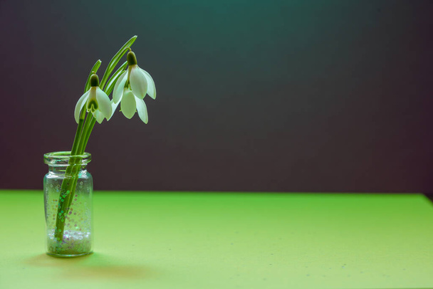Snowdrops, Galanthus picked in spring and photographed in the studio - Photo, Image