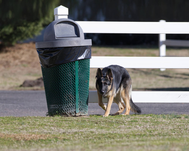 Güzel Alman çoban köpeği eski bir çöp tenekesinin etrafında dolaşıyor. - Fotoğraf, Görsel
