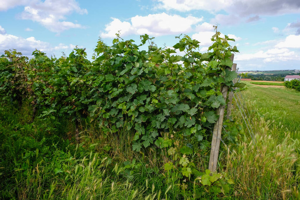 Vineyard with organic young grapes near the village Saulheim, Germany. Rheinhessen wine region. - Фото, изображение