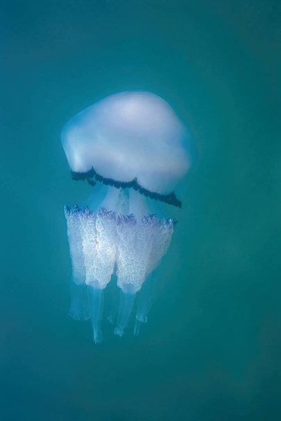 espécimen de medusas con tapa de cubo de basura, Rhizostoma pulmo; Rhizostomatida - Foto, Imagen