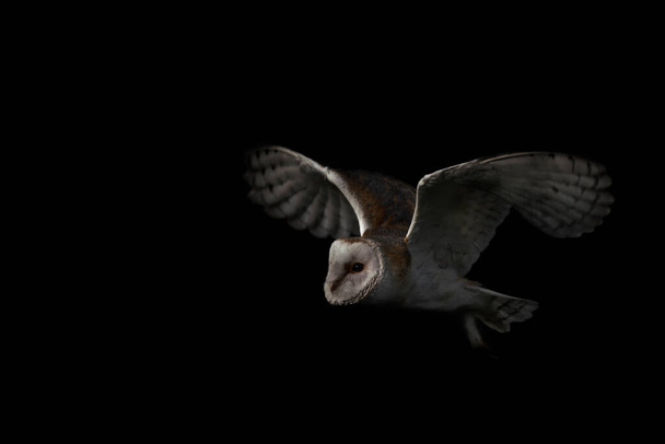 Repülő pajta bagoly (Tyto alba), vadászat. Sötét háttér. Noord Brabant Hollandiában. Írótér. - Fotó, kép