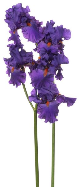 Studio Shot of Blue Colored Iris Flowers Isolated on White Background. Large Depth of Field (DOF). Macro. Close-up. - Fotó, kép