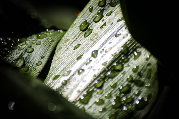 Большие зеленые листья растений с каплями дождевой воды в тени леса - Фото, изображение