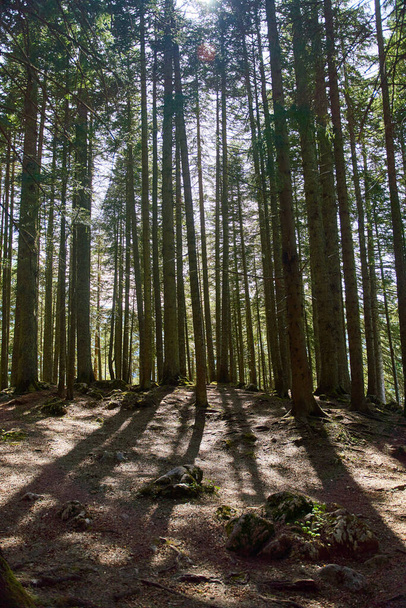 Guardando gli alberi di pino corone rami nel bosco o foresta. Vista in basso foto di sfondo grandangolare. Cime di alberi dalla vista sul terreno. Foto di alta qualità - Foto, immagini