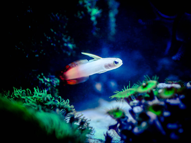 Fire goby (Nemateleotris magnifica) isolated in a reef tank - Photo, Image