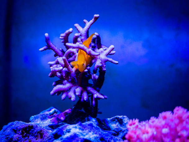 Gobiodon Okinawae sur un corail montipora dans un aquarium récifal - Photo, image
