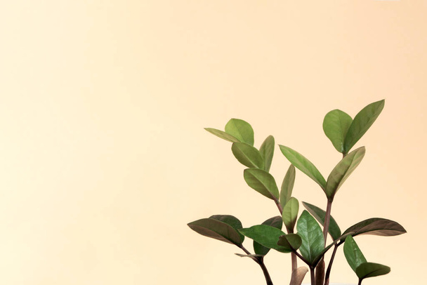 Lichtgele achtergrond met een kamerplant. Een sjabloon met kopieerruimte en een groene plant - Foto, afbeelding