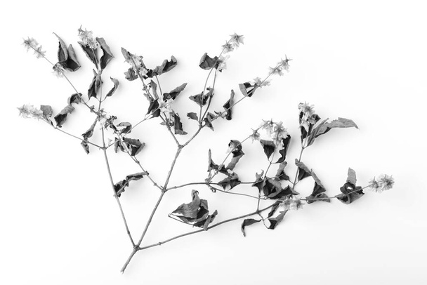 Ξηρά φύλλα κλαδιού και άνθη που απομονώνονται σε λευκό φόντο - Φωτογραφία, εικόνα
