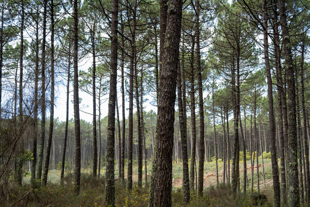 Pine trees forest view in Ovar - Portugal. - Fotoğraf, Görsel