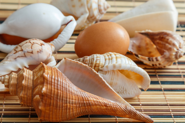 conchas e ovos
 - Foto, Imagem