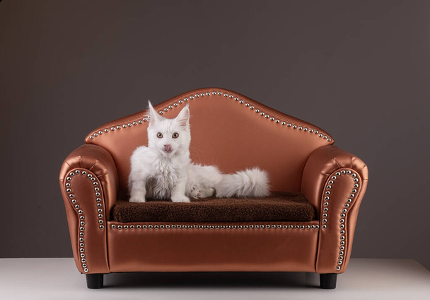 Young maine coon cat sitting on a sofa on grey  background - Photo, image