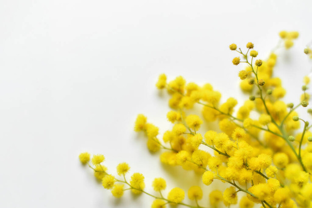 Spring mimosa on white background Top view - Foto, afbeelding